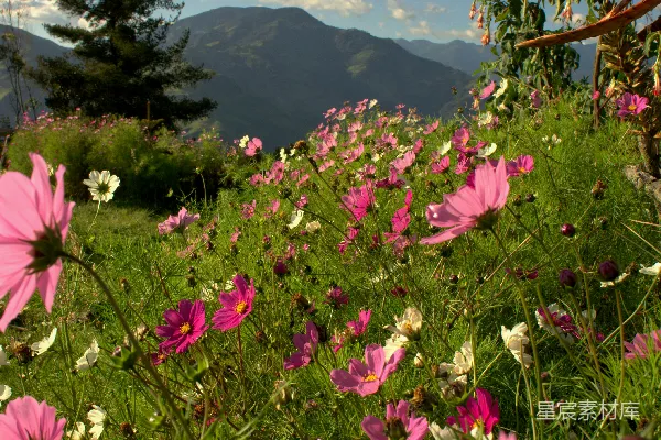 高清摄影 粉花
