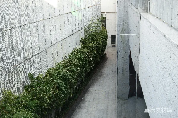 高清摄影 绿色植物放在白色陶瓷 Tiles 上