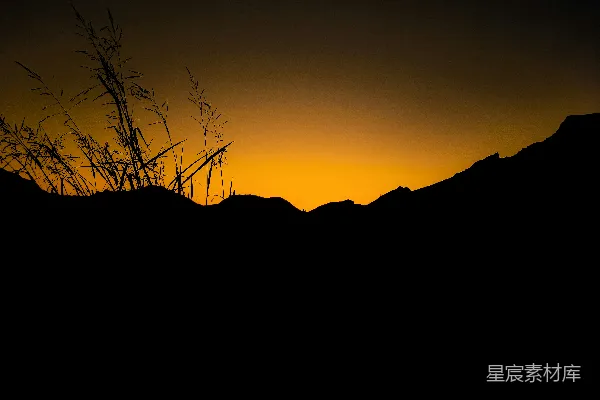 高清摄影 夕阳下的草影