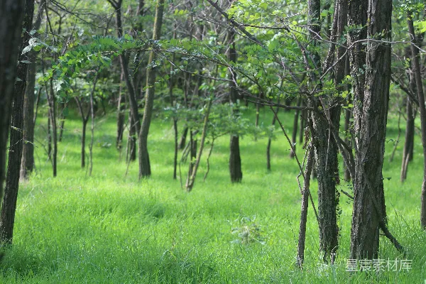 高清摄影 森林中的绿色草地和树木的一片