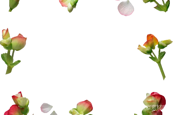 元素素材 花卉