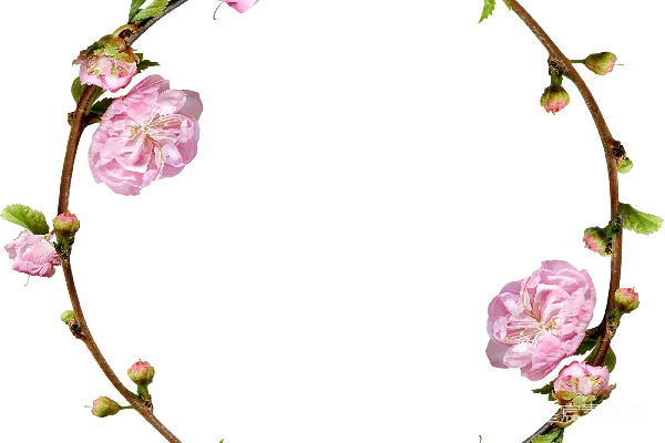 元素素材 花卉