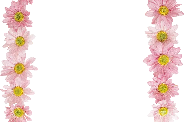 元素素材 粉色雏菊边框