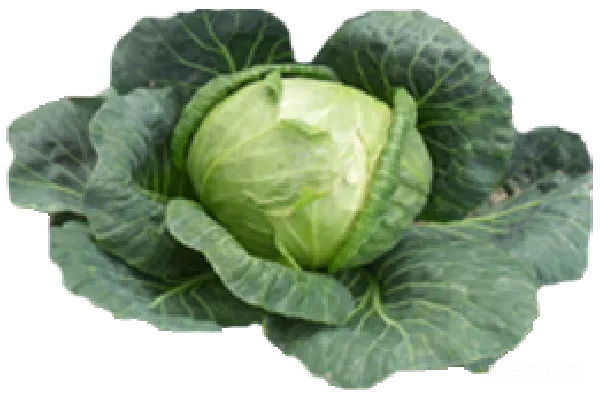 元素素材 白菜
