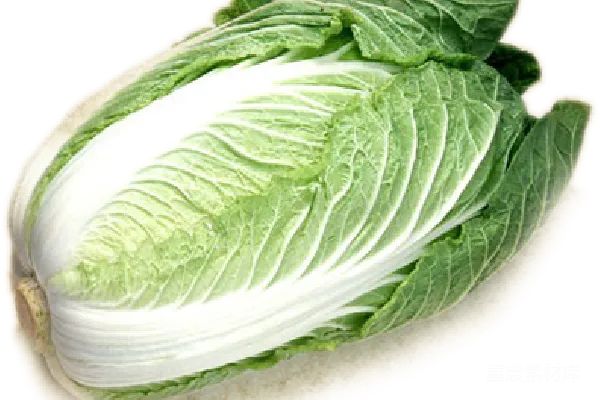 元素素材 卷心菜