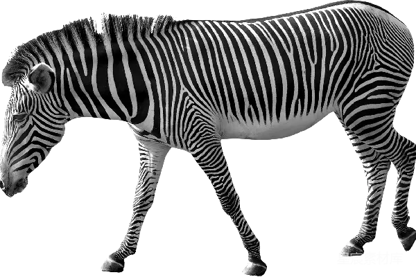 元素素材 PNG