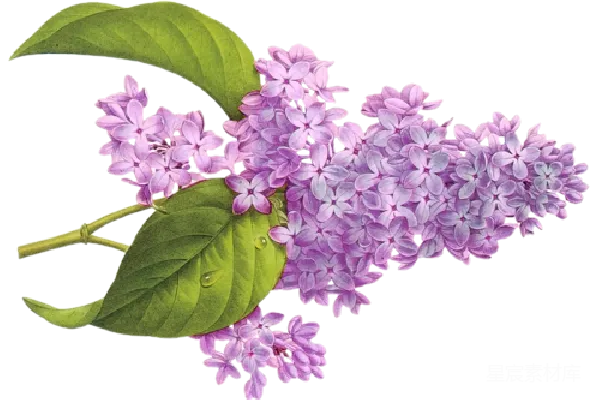 元素素材 薰衣草