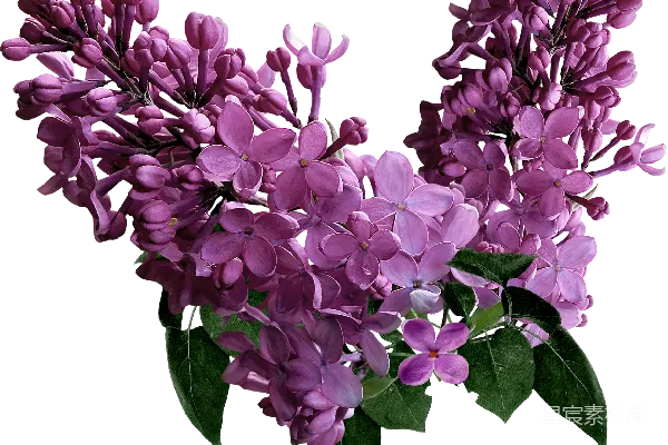 元素素材 紫色丁香花特写
