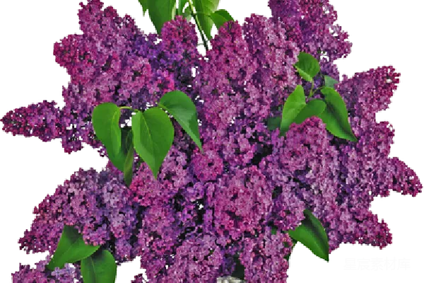 元素素材 紫色丁香花束