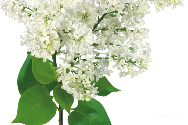 元素素材 薰衣草