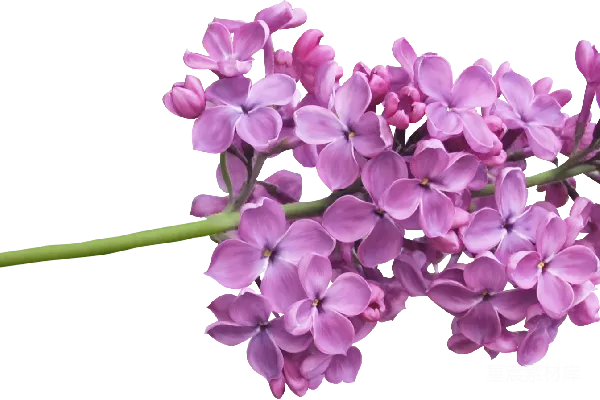 元素素材 薰衣草