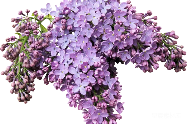 元素素材 紫罗兰