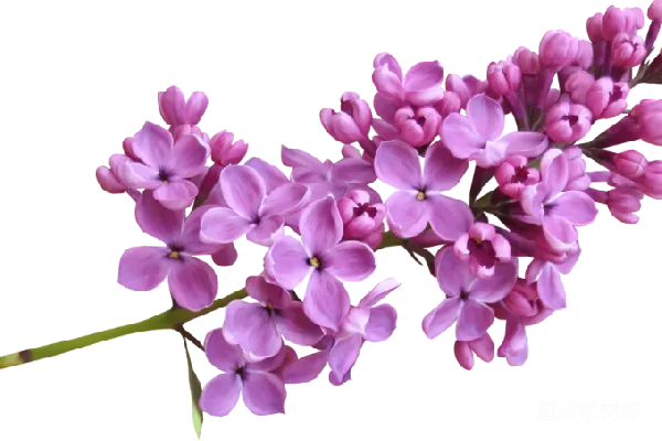 元素素材 薰衣草