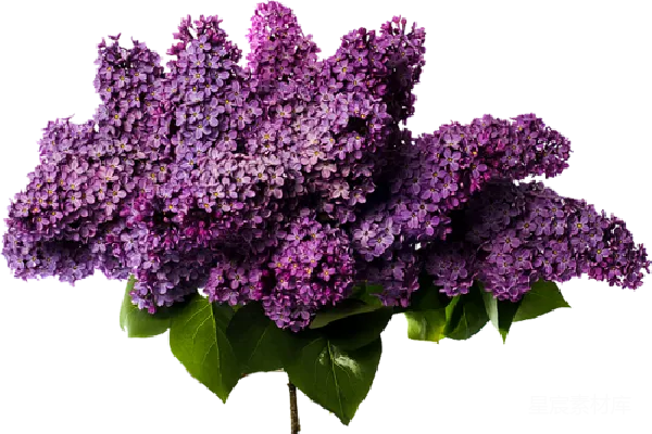 元素素材 紫色丁香花束