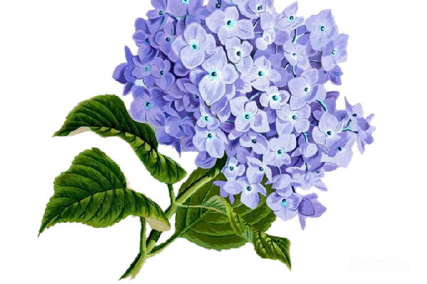 元素素材 薰衣草