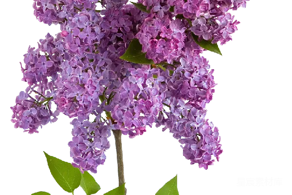 元素素材 薰衣草