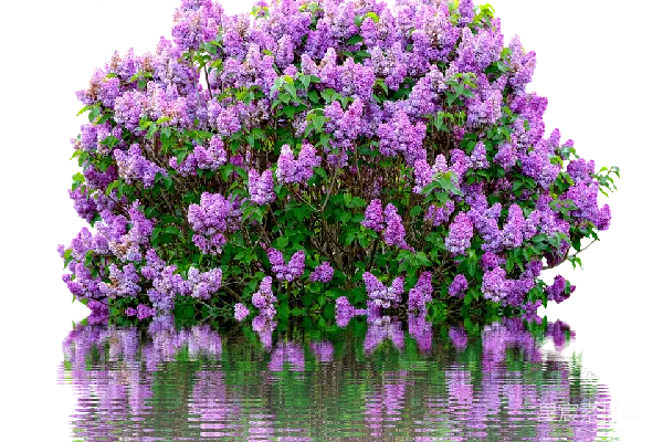 元素素材 薰衣草