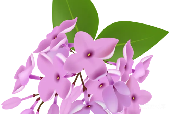 元素素材 薰衣草