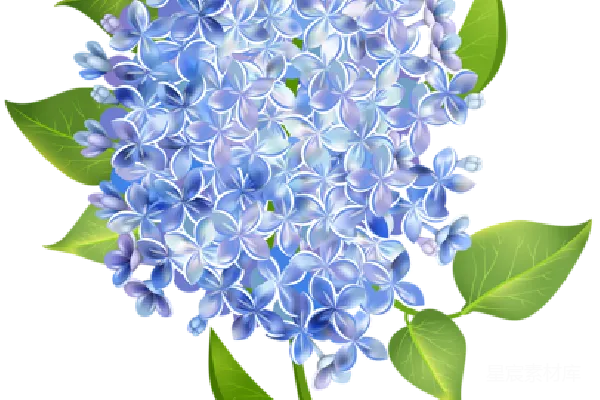 元素素材 薰衣草