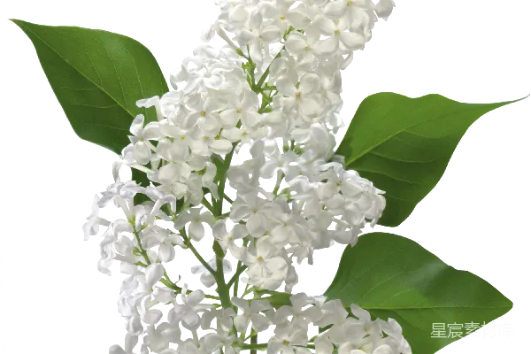 元素素材 白色丁香花