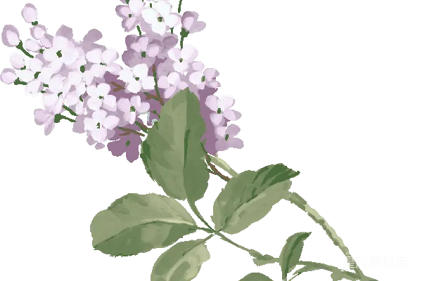 元素素材 薰衣草