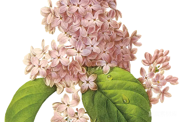 元素素材 粉色丁香花束