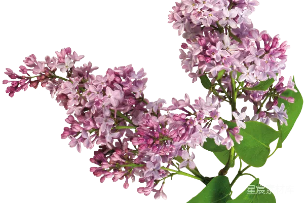 元素素材 紫色丁香花
