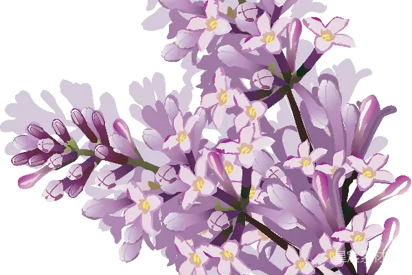 元素素材 薰衣草