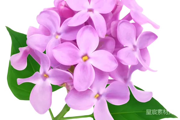 元素素材 薰衣草