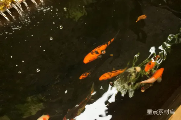 高清摄影 一群橙色的鱼在池塘里游动