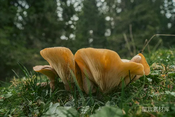 高清摄影 草丛中生长的一群蘑菇