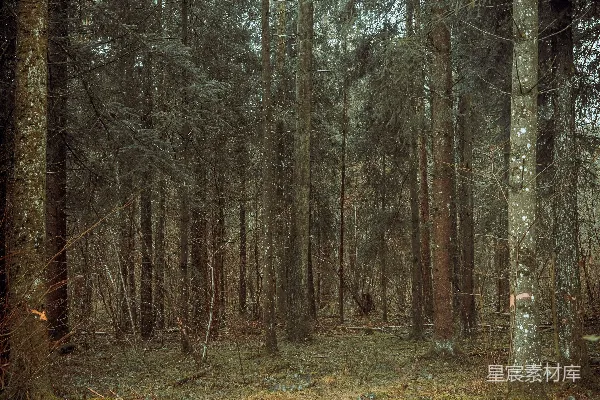 高清摄影 一棵树的森林