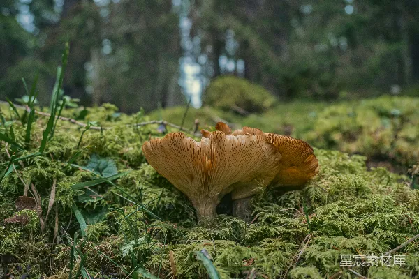 高清摄影 草丛中长出的蘑菇