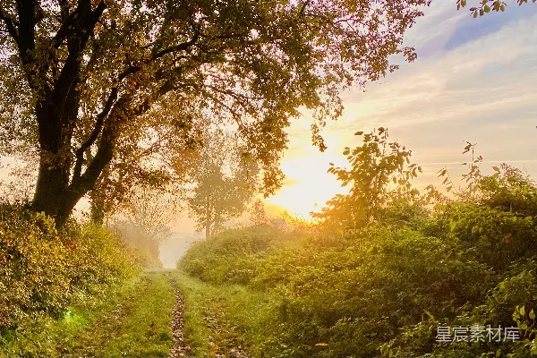 高清摄影 阳光透过树丛照在一条小道上