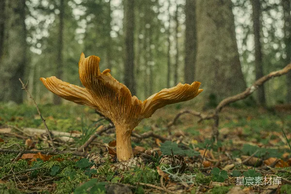 高清摄影 森林里生长的蘑菇