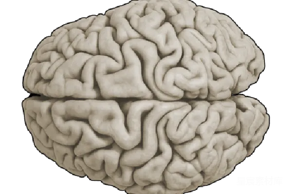元素素材 大脑