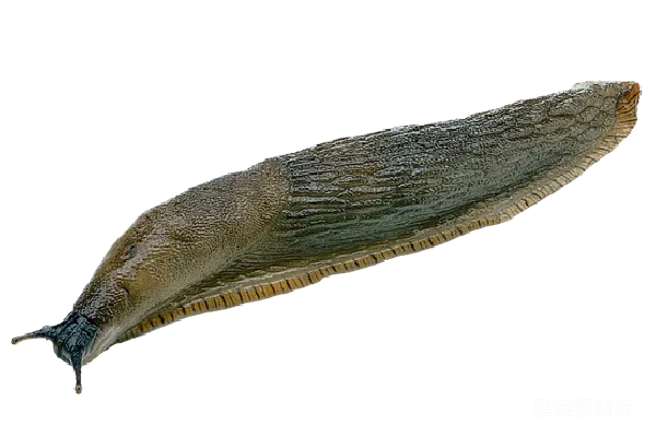 元素素材 Slug