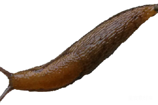 元素素材 PNG
