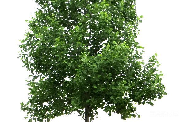 元素素材 树