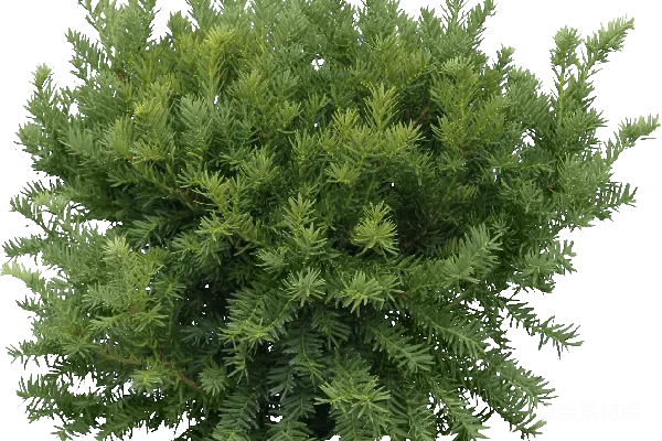 元素素材 常绿植物