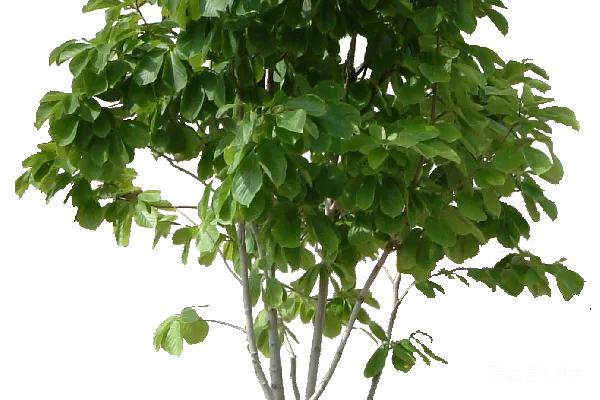 元素素材 树