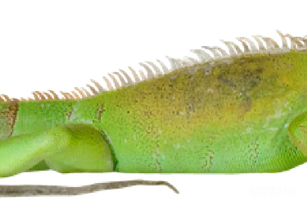 元素素材 透明
