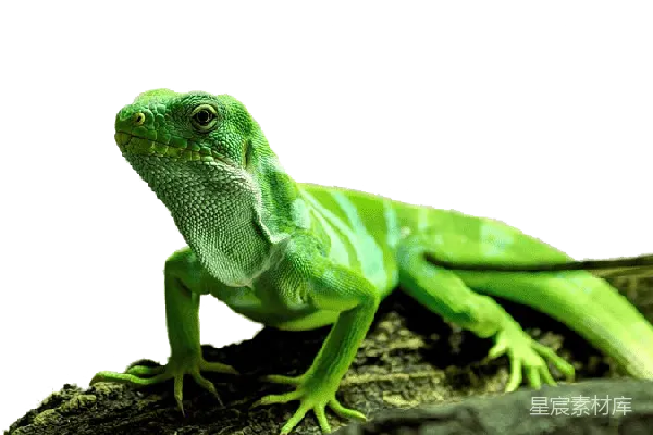 元素素材 乌龟