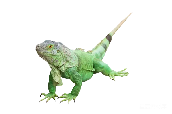 元素素材 iguana