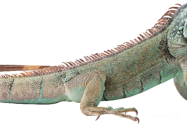 元素素材 乌龟