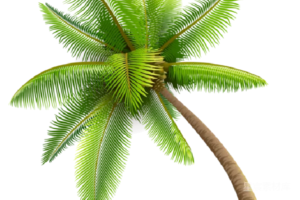 元素素材 palm